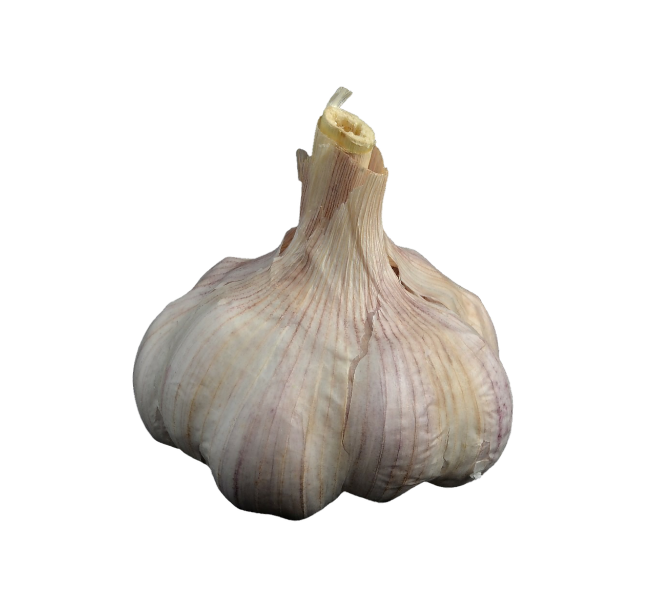 Best Tips for Growing Garlic in Your Garden